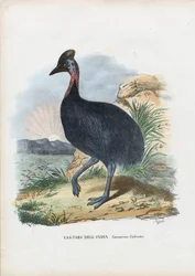 Südlicher Kasuar, 1863-79